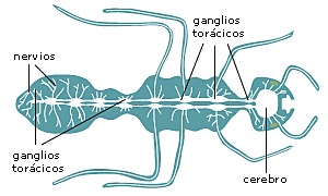 SISTEMA NERVIOSO EN ARTRÓPODOS (APARICIÓN DE CEREBRO)