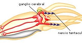 SISTEMA NERVIOSO EN MOLUSCOS