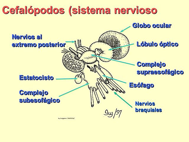 DESARROLLO A CEREBRO COMPLEJO