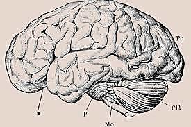 Estudio del pensamiento- Bruner- Millar