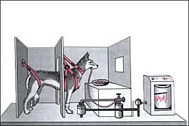 Pavlov realizó experimentos sobre la digestión, galardonados con el Premio Nobel de Medicina