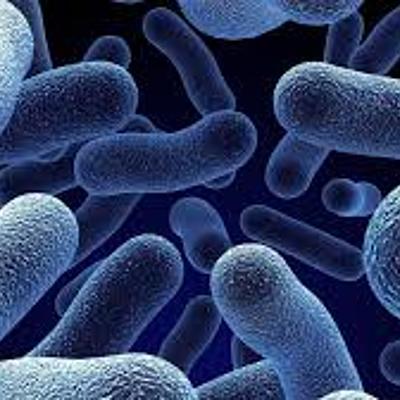 Timeline: Bacteriología