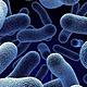 Bacterias