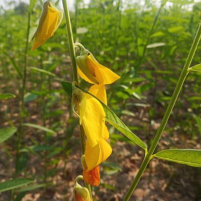Timeline: โครงการปลูกปอเทือง (รร.วัดบ้านโนนคูณ)