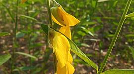 Timeline: โครงการปลูกปอเทือง (รร.วัดบ้านโนนคูณ)