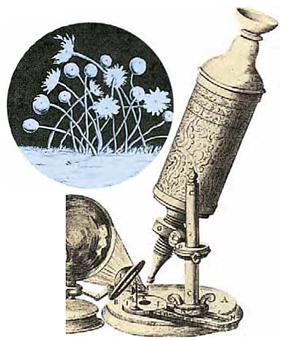 Primera descripción de un microorganismo