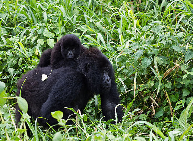 Parque nacional Virunga