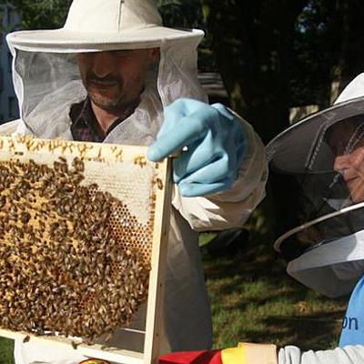 Timeline: Historia de la apicultura