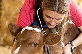 Primeras Mujeres Veterinarias