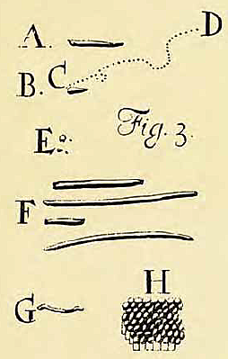 Descubrimiento de la bacteria