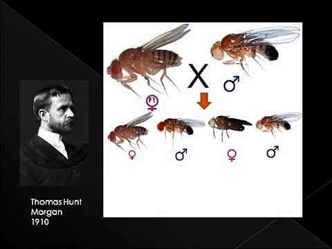 EXPERIMENTO REALIZADO POR THOMAS HUNT MORGAN