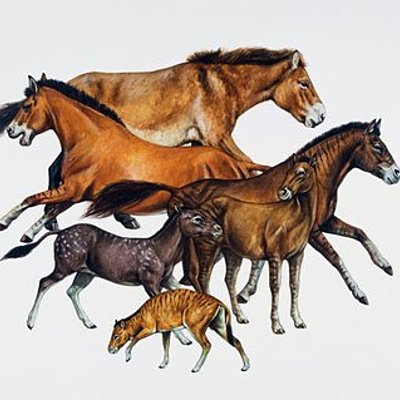 Timeline: HISTORIA DE LA MEDICINA VETERINARIA