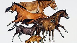 Timeline: HISTORIA DE LA MEDICINA VETERINARIA