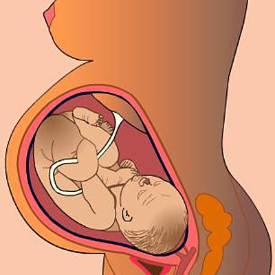 Timeline: Etapas del desarrollo prenatal