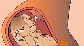 Timeline: FASES DE LA ETAPA PRENATAL