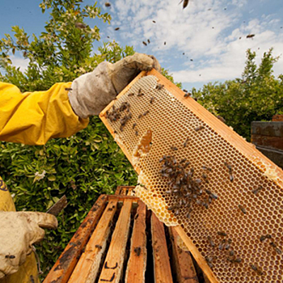 Timeline: Historia de la Apicultura