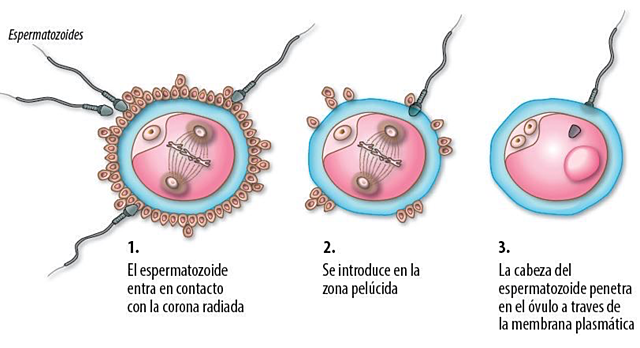 Fases de la penetración del ovocito