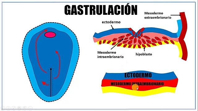 Gastrulación