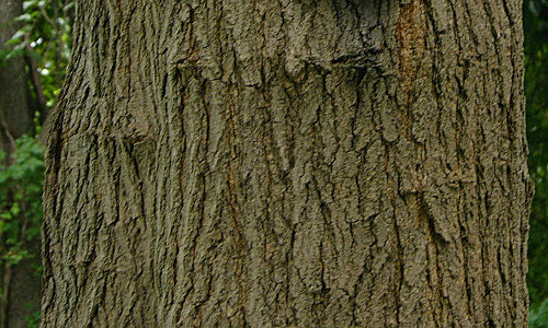 Mulberry bark was used to transport food