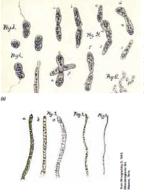 Concepto de quimiolitotrofia