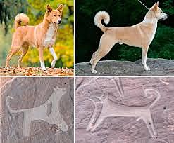 Domesticación del perro