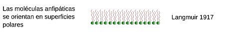 I. Langmuir. Moléculas antipáticas
