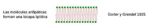Gorter y F. Grendel. Bicapa Lipídica