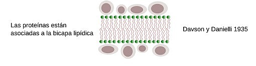 Davdson y J.F. Danielli. Proteínas en la membrana