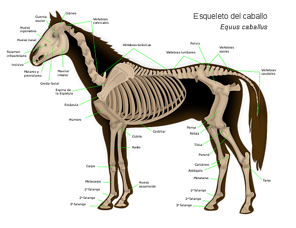 Investigación profunda sobre la conformación del equino