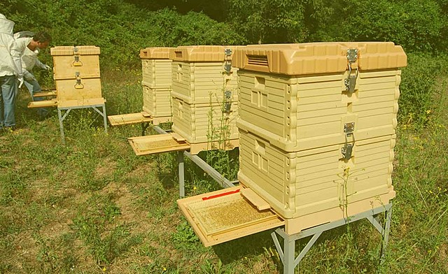 Bertha Wihelmy, Granada