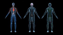 Timeline: Linea de tiempo de la fisiología