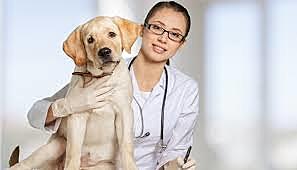 Mujeres Veterinarias.