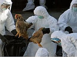 -Influenza aviar, Asia.
