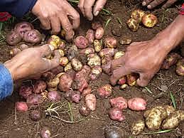 sistema nacional para el programa de apoyo al comercio ejidal (PACE) Desarrollo integral de la familia (DIF)