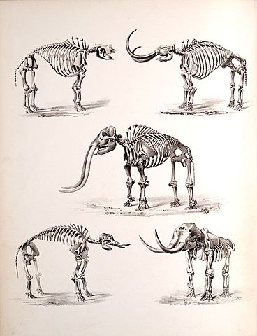 primeros estudios sobre el movimiento y la anatomía de los animales