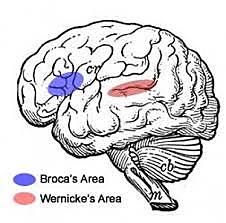 AFASIA SENSORIAL, ÁREA DE WERNICKE Y BROCA ( Karl Wernicke, Paul Broca)