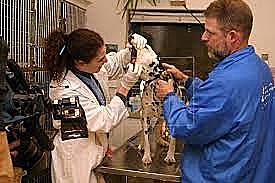 Se funda la unión veterinaria