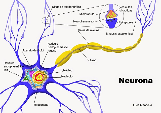 LA CELULA, UNIDAD FUNCIONAL Y ESTRUCTURAL DEL SISTEMA NERVIOSO ( Theodor Schwann)
