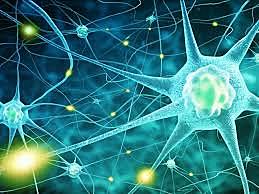 DOCTRINA NEURONAL ( Santiago Ramón y Cajal)