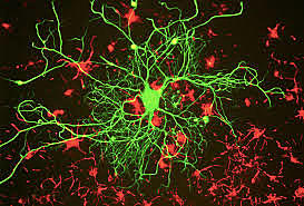 ANATOMÍA DE LA NEURONA (Camilo Golgi)
