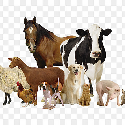 Timeline: Historia de la Medicina Veterinaria