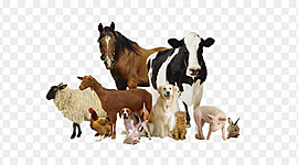 Timeline: Historia de la Medicina Veterinaria