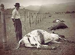 Brote de fiebre aftosa en México