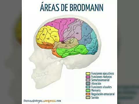 ÁREAS DE BRODMANN (Korbinian Brodmann)