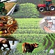 Agropecuaria (aagropecuariapuruha.blogspot.com)
