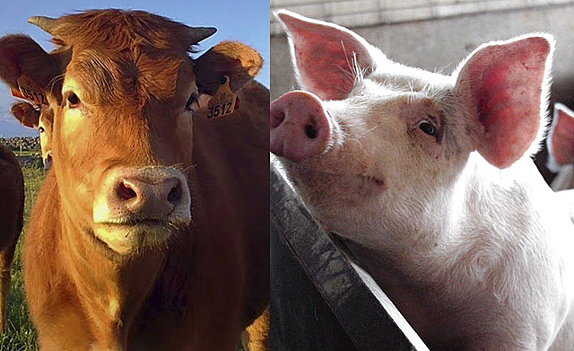 Tratados de veterinaria