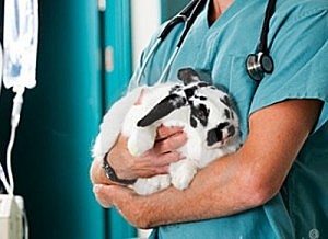 Día del Médico Veterinario