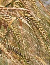 proyecto (Rice: 1971).