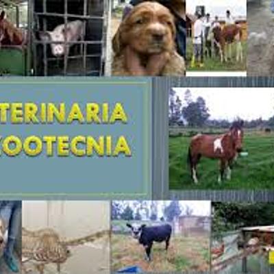 Timeline: Historia de la medicina veterinaria.