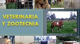 Timeline: Historia de la medicina veterinaria.